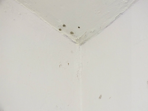 Can I stay in my house with black mold ? - Double Clean